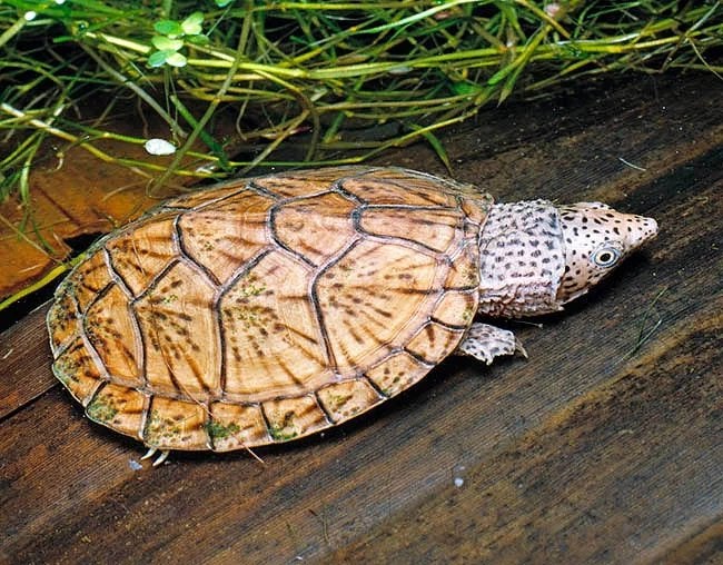 Ik ben op zoek naar Sternotherus, Kinosternon, Claudius…, Dieren en Toebehoren, Schildpad, 0 tot 2 jaar