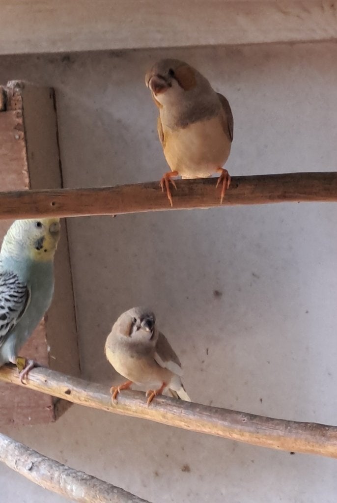 Jonge zebravinken uit buitenvolière., Dieren en Toebehoren, Meerdere dieren, Tropenvogel