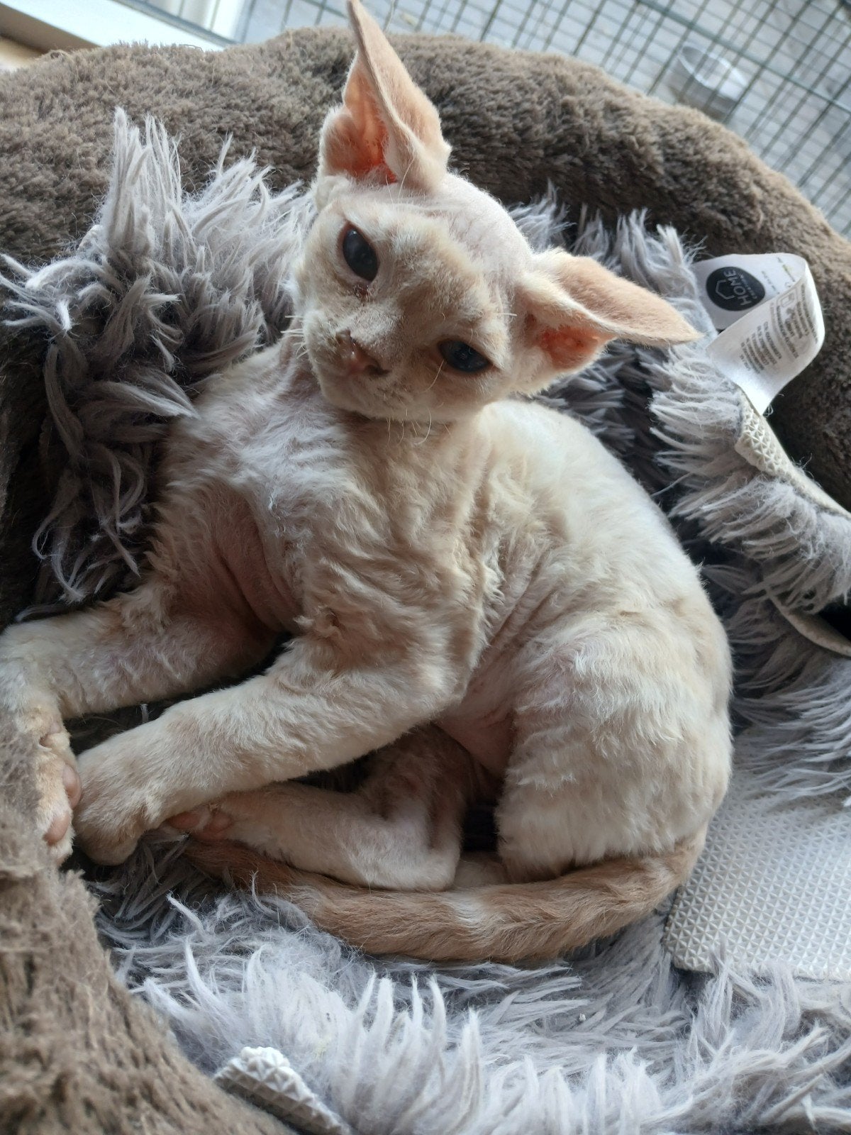 Devon Rex aangeboden, Dieren en Toebehoren, Kater, Gechipt, 0 tot 2 jaar