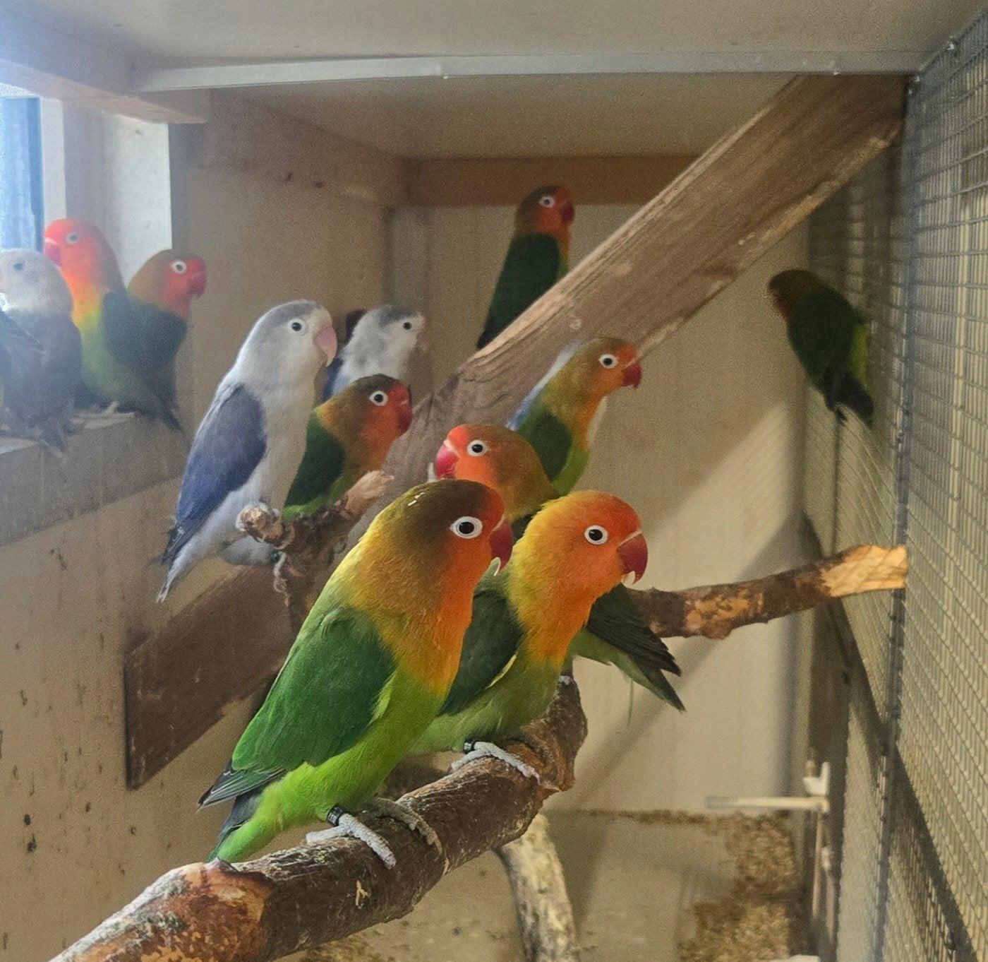 Zeer mooie agapornis Fischeri te koop, Dieren en Toebehoren, Meerdere dieren, Dwergpapegaai of Agapornis, Geringd