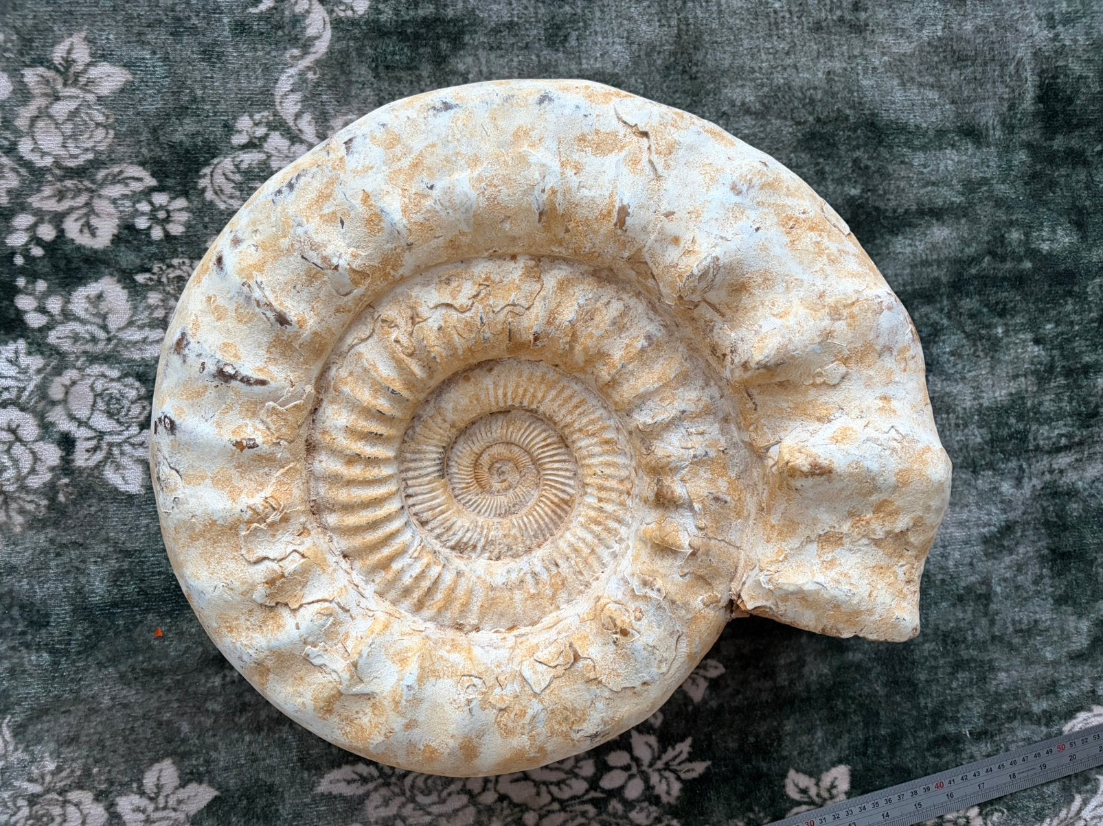 Hele grote ammoniet 44.5 cm, Verzamelen, Mineralen en Fossielen, Ophalen, Fossiel