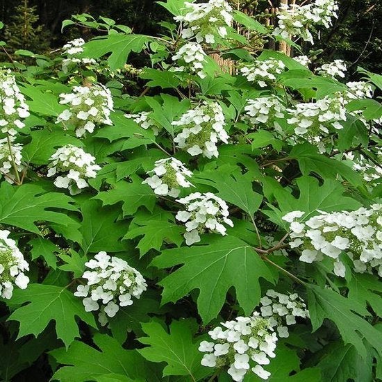 grote vertakte eikenblad hortensia, Ophalen, Vaste plant, Overige soorten, Halfschaduw