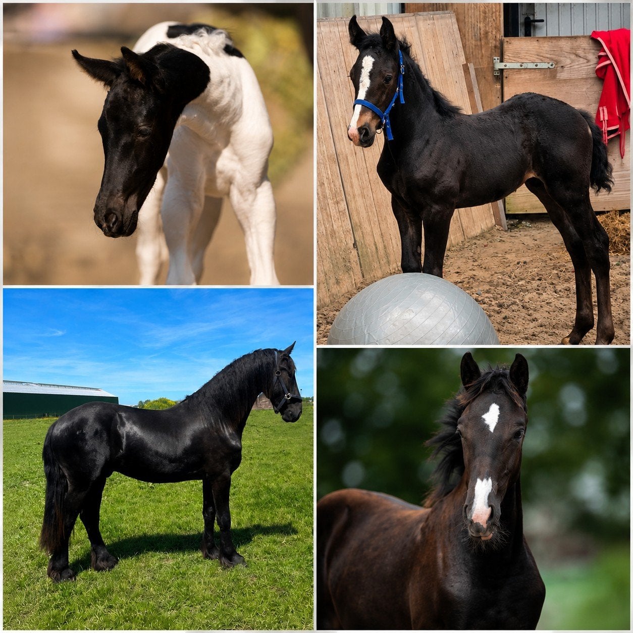 Te koop : Diverse jonge paarden ❤️💙❤️💙❤️💙, Dieren en Toebehoren, Paarden, Meerdere dieren, Dressuurpaard, 0 tot 2 jaar