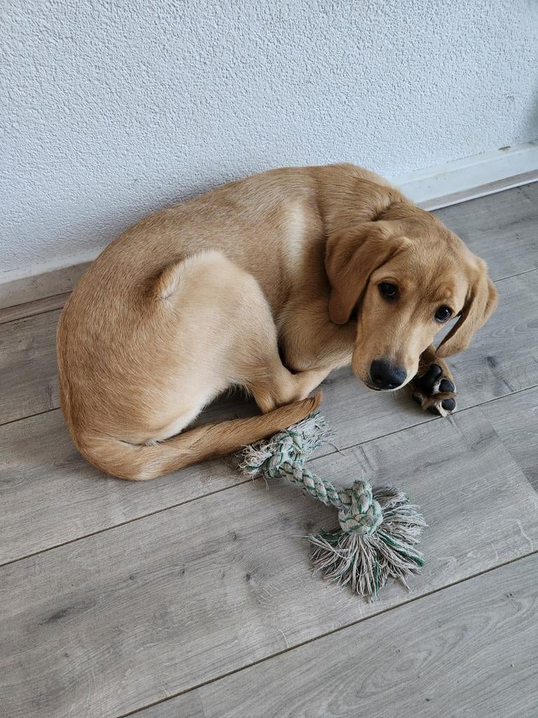 Labrador pup van november 2025, 15 weken tot 1 jaar, Reu, Labrador retriever, Eén hond