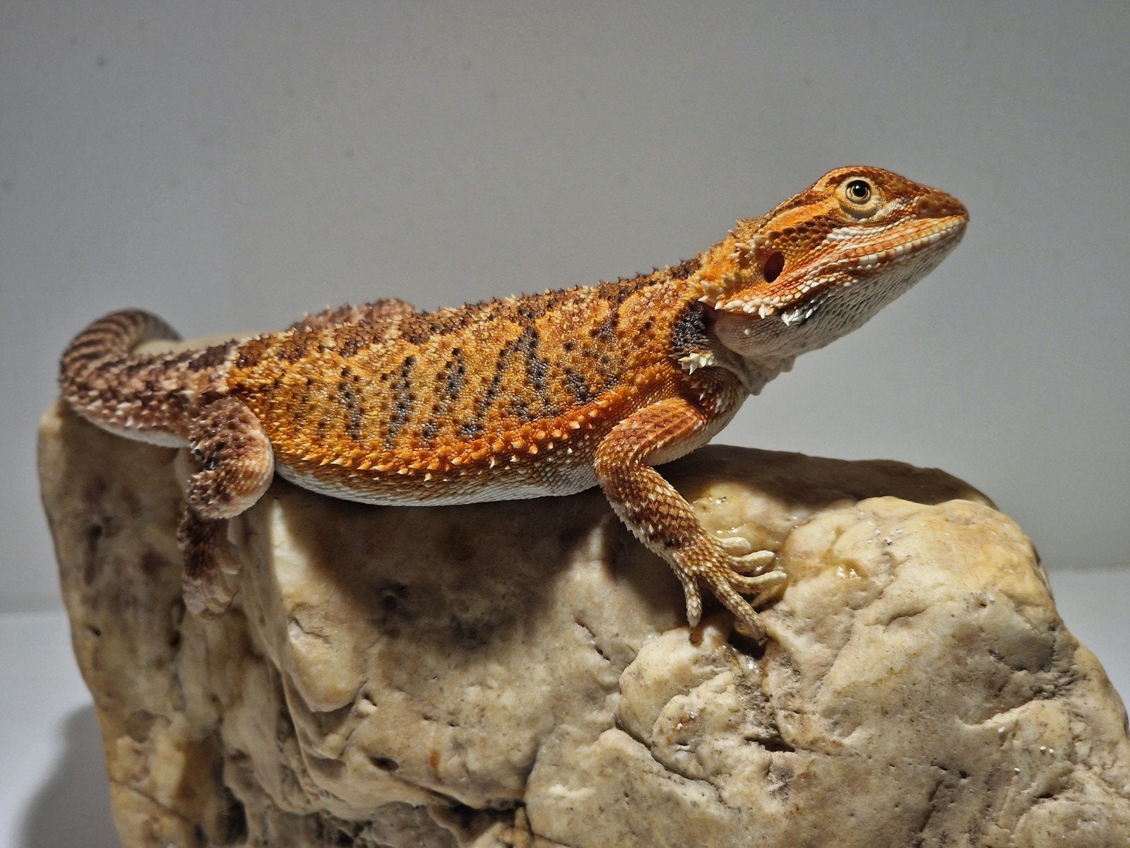 DRACO REPTILES – Prachtige Baardagaam Nakweek Bearded Dragon photo 11