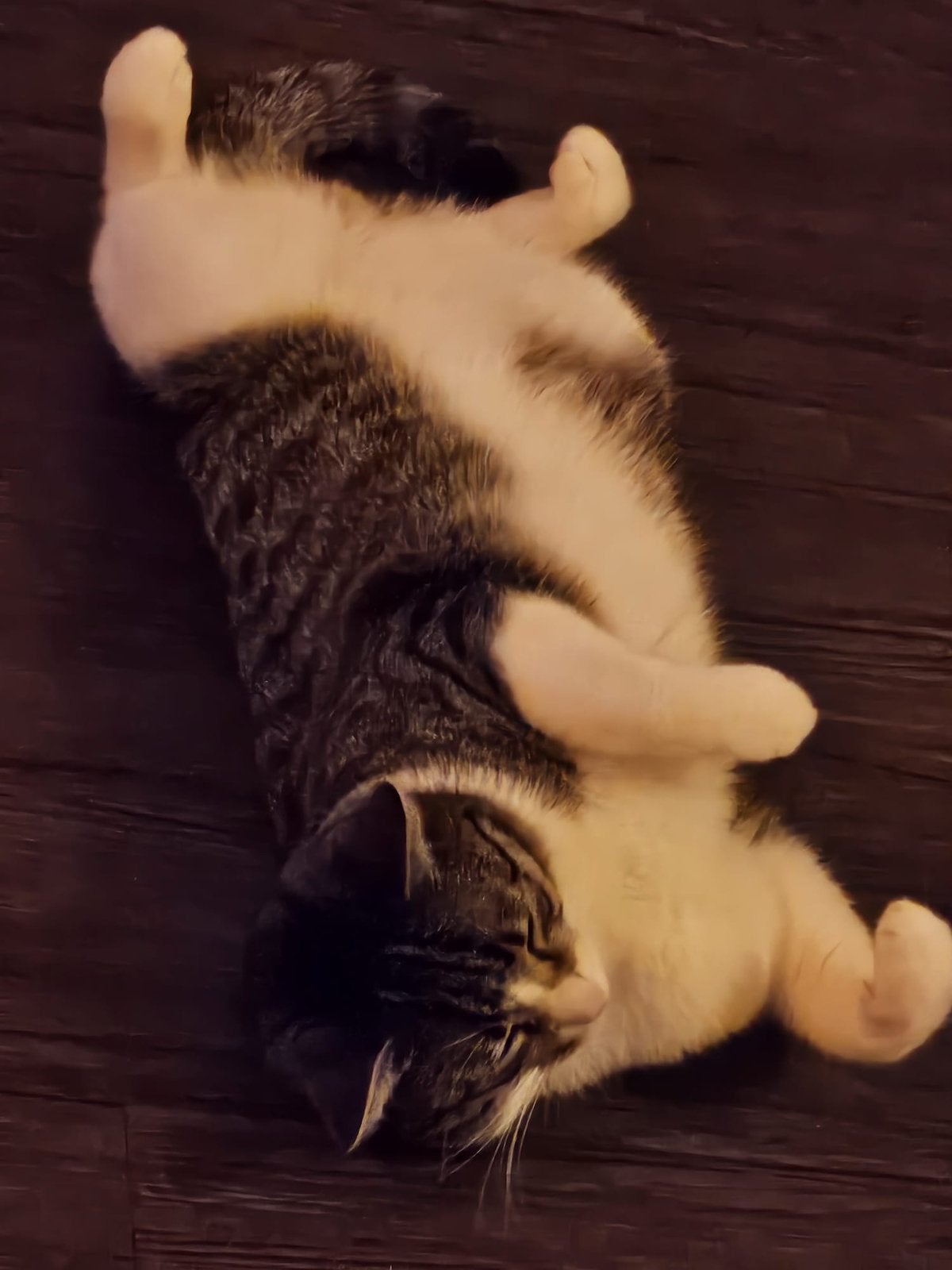 Kater | 1 jaar oud, Dieren en Toebehoren, Katten en Kittens | Overige Katten, Poes