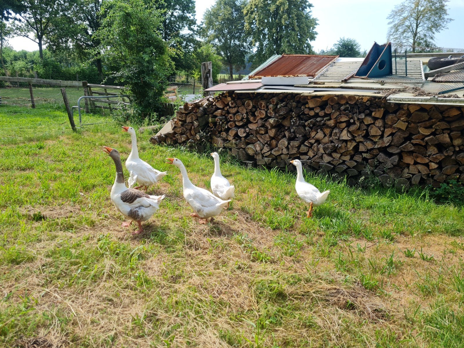 Jonge boere ganzen, Meerdere dieren, Gans of Zwaan