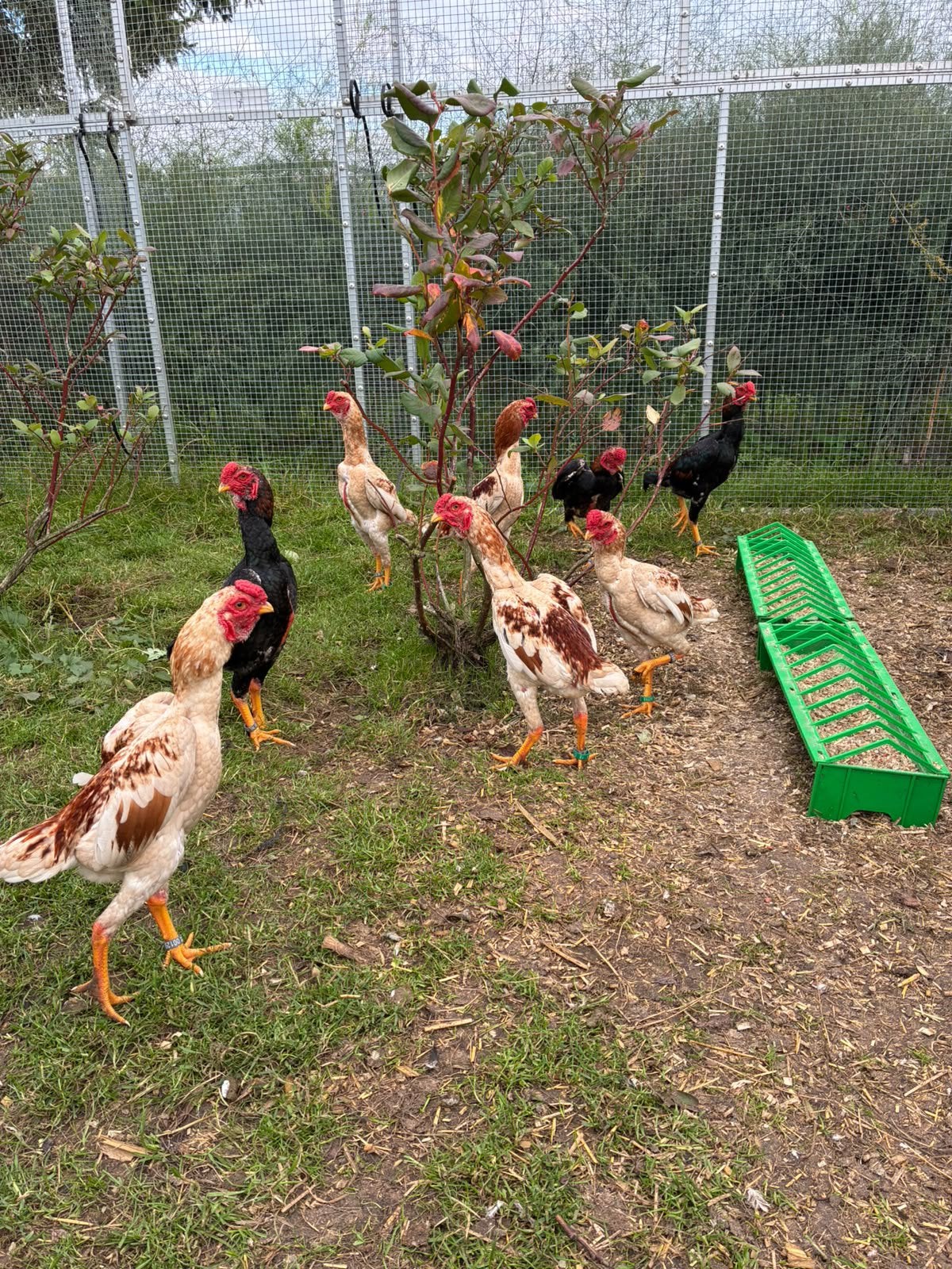 Ko Shamo, Dieren en Toebehoren, Meerdere dieren, Kip
