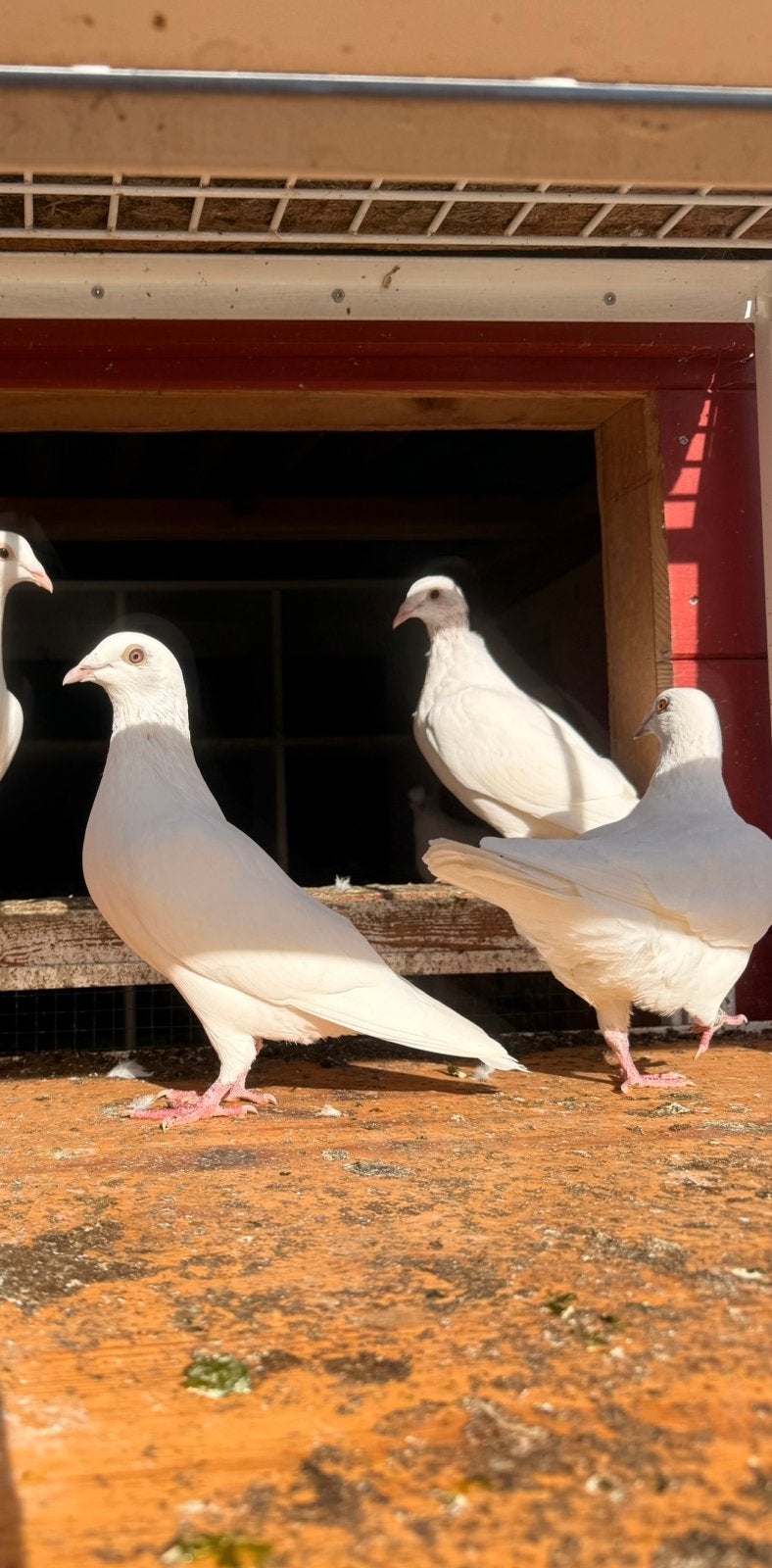 Jonge witte postduiven (ongeringd), Meerdere dieren, Postduif