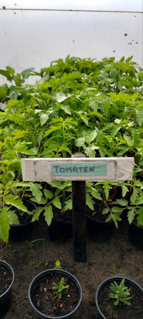 Groententuin planten, Ophalen of Verzenden, Overige soorten, Minder dan 100 cm