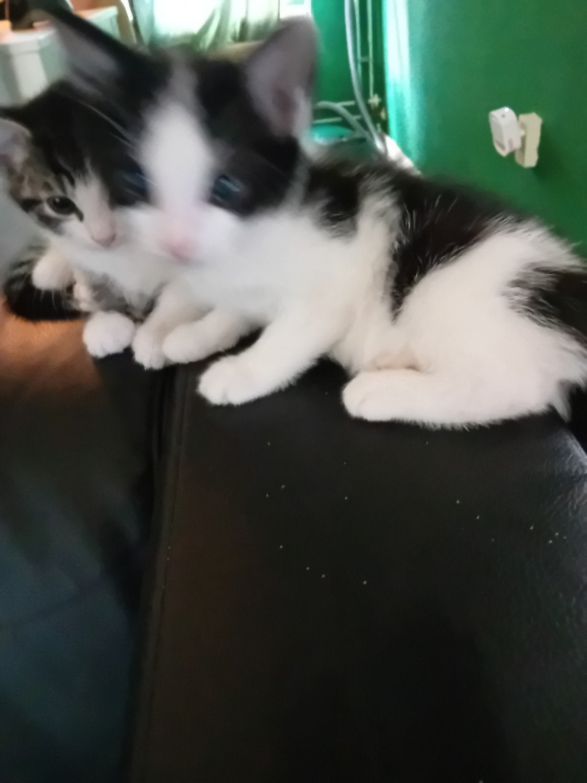 kitten, Poes, 0 tot 2 jaar