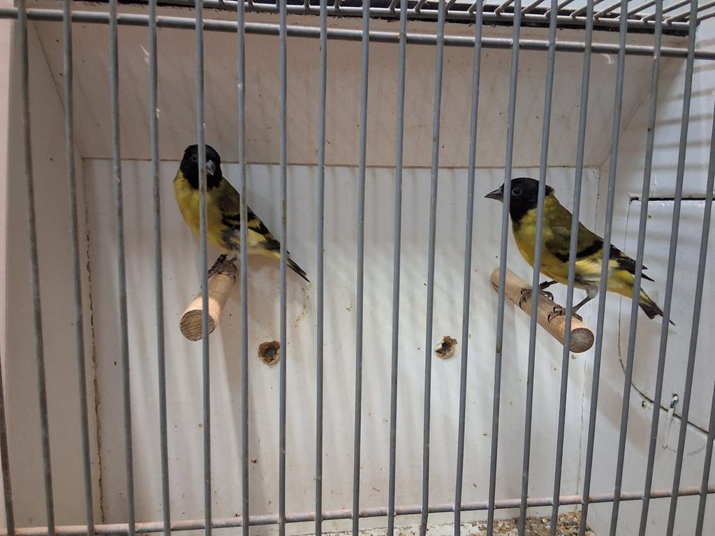 Prachtige zwartkopsijzen geringd mannen 2 stuks, Mannelijk, Wildzangvogel, Geringd