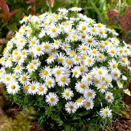 White aster plant, Tuin en Terras, Planten | Tuinplanten, Vaste plant, Halfschaduw, Herfst, Ophalen