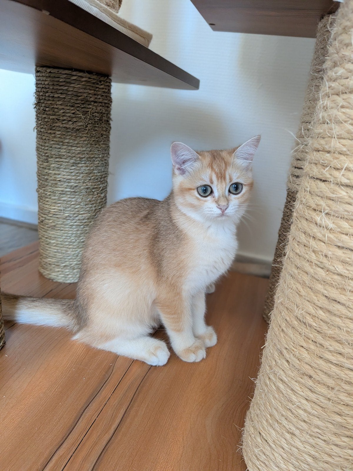 Britse korthaar kittens met stamboom (de laatste ), Meerdere dieren, Met stamboom, 0 tot 2 jaar
