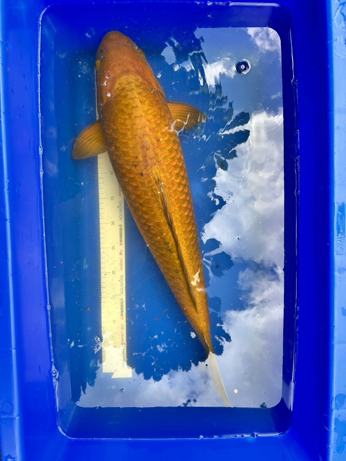 Chagoi ( japanse koi), Dieren en Toebehoren, Karper of Koi