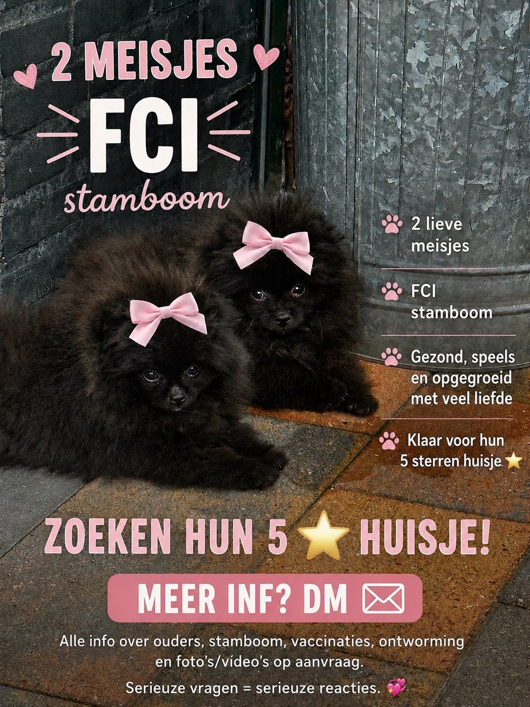 Pomeriaan,stamboom, Fokker | Hobbymatig, Keeshond, 8 tot 15 weken, Buitenland
