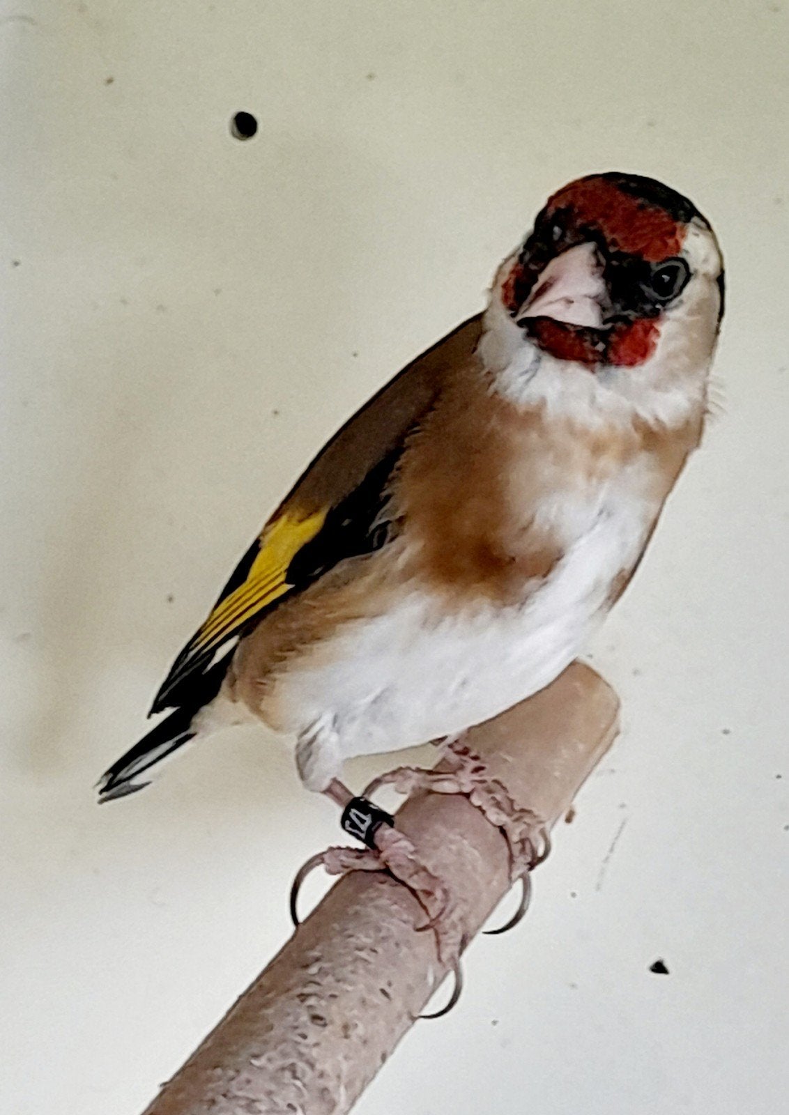 Kleine putter pop van 2025, Dieren en Toebehoren, Vogels | Overige Vogels, Vrouwelijk, Wildzangvogel