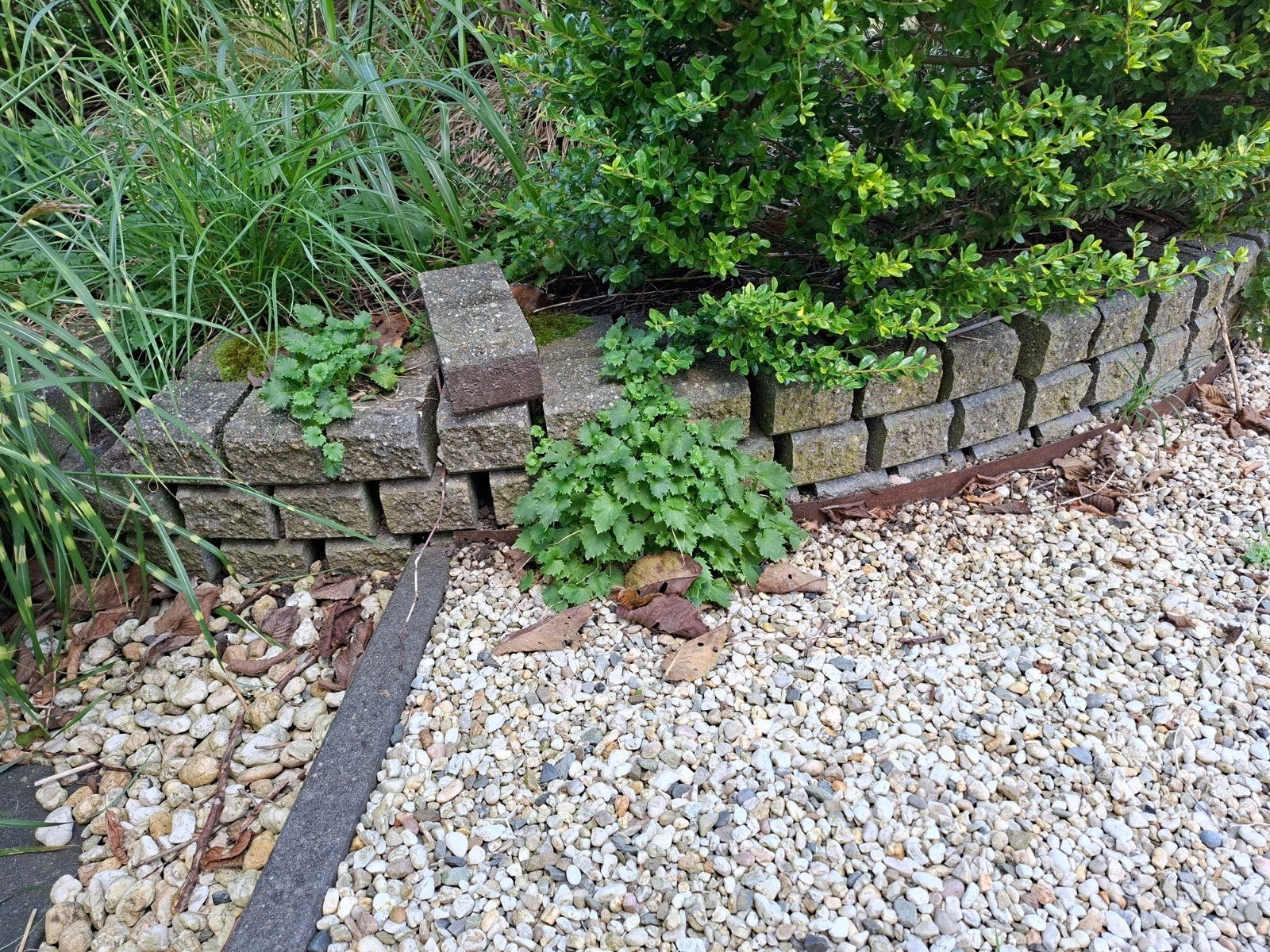 Stapelstenen+/- 370 stuks Gratis af te halen, Tuin en Terras, Ophalen, Beton, 5 tot 10 m², Overige typen