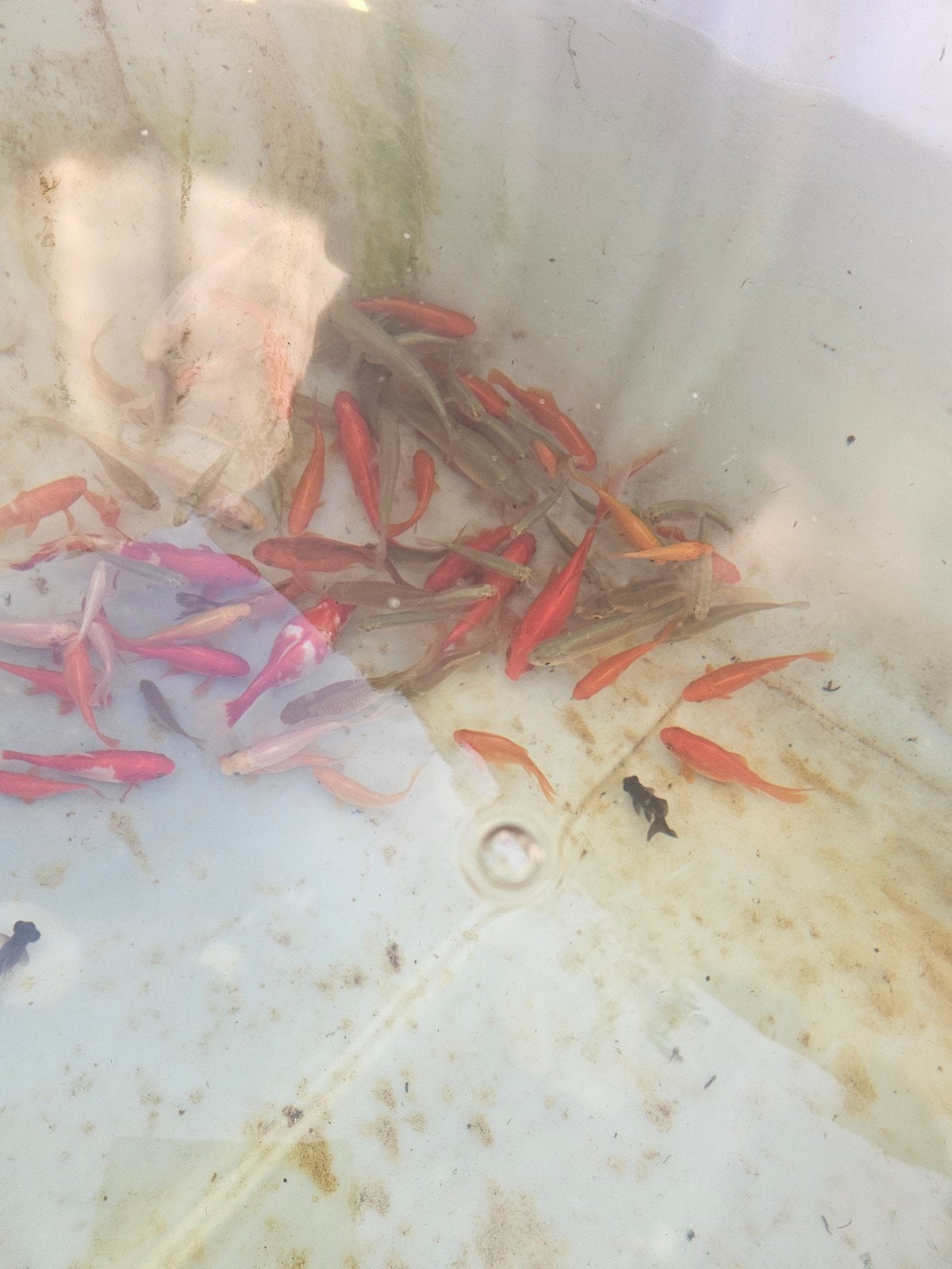 Goudvissen groot en klein. Sluier en diverse, Dieren en Toebehoren, Goudvis(sen)