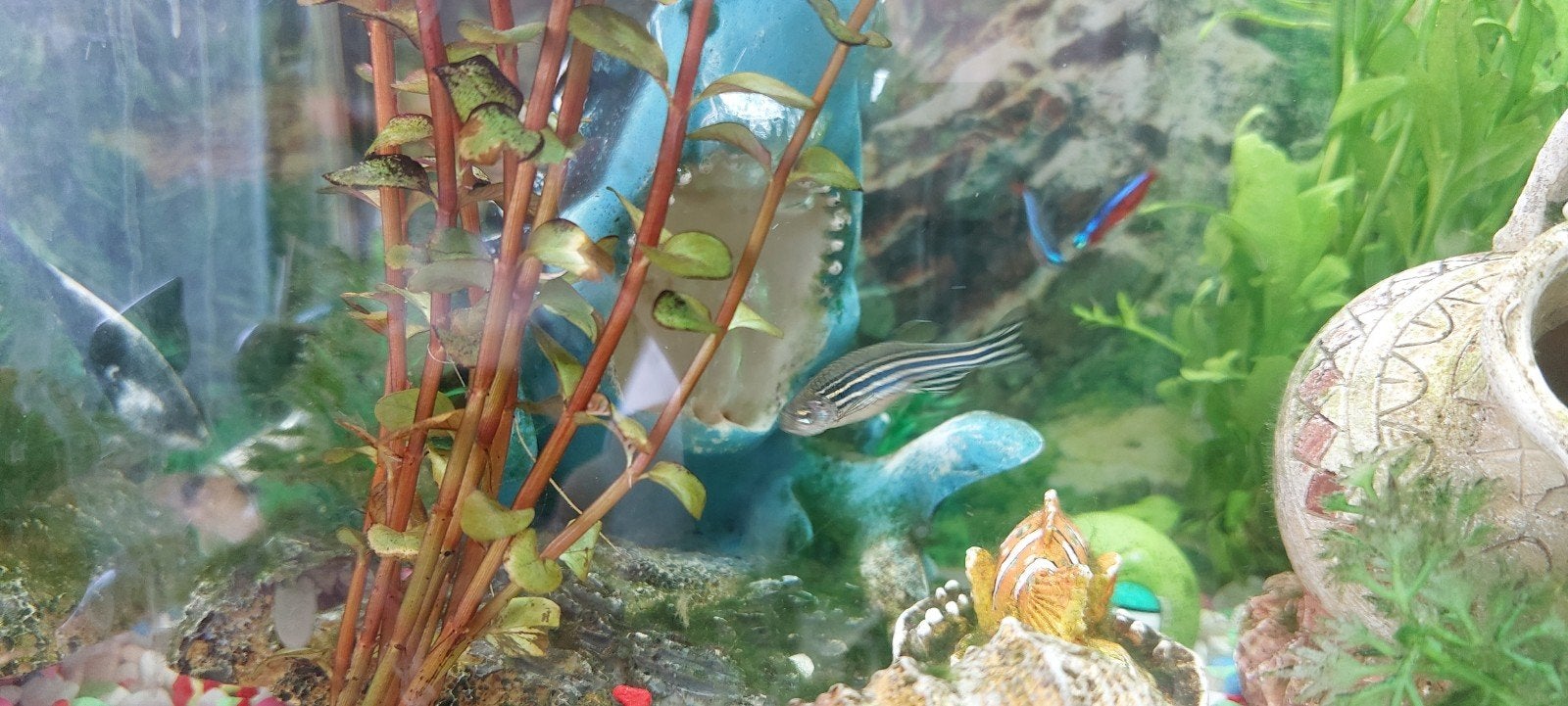 2 zebradanio's te koop, Vis