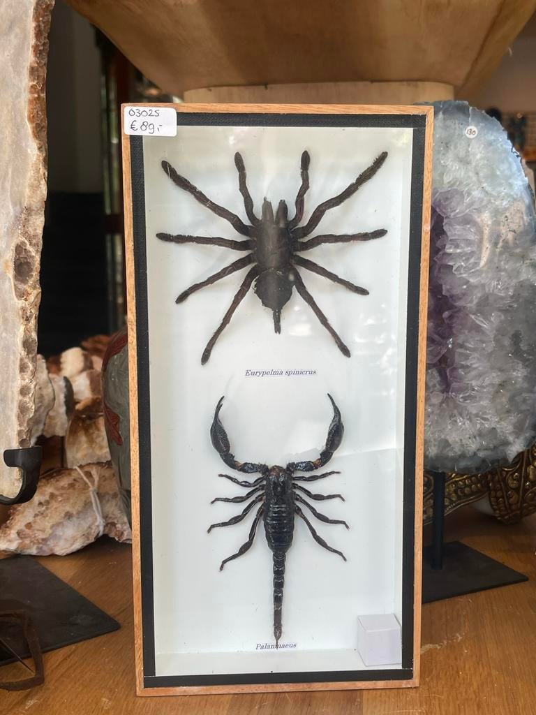 Vogelspin & schorpioen in lijst, Dieren en Toebehoren, Insecten en Spinnen