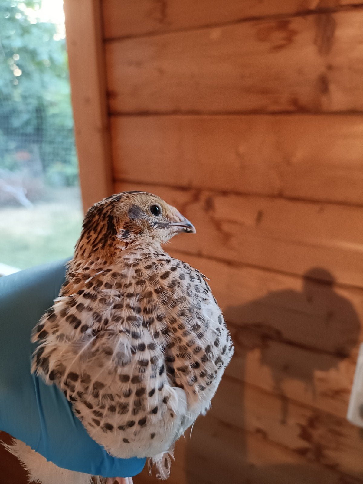 Japanese kwartels, Dieren en Toebehoren, Pluimvee, Meerdere dieren, Overige soorten