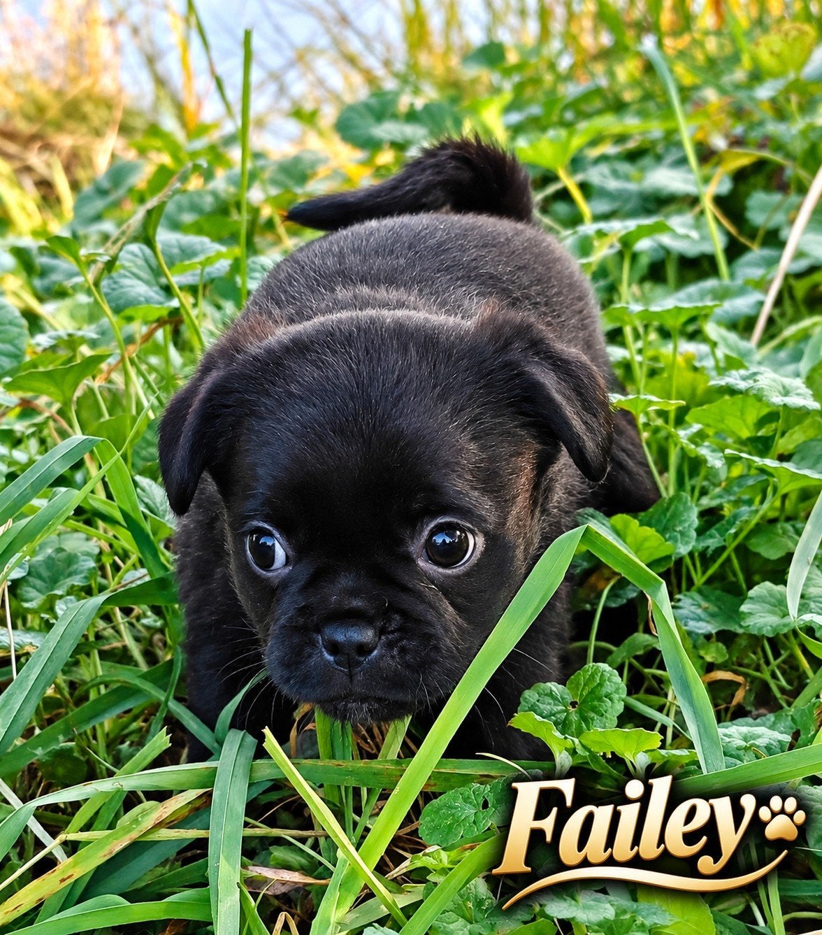 Prachtige Retromops puppy's, Dieren en Toebehoren, Overige rassen, CDV (hondenziekte), 8 tot 15 weken, Meerdere