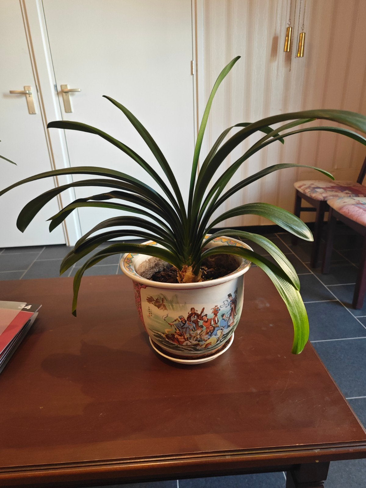 Clivia plant in decoratieve pot, Gebruikt, Meerkleurig, Ophalen of Verzenden, Oosters