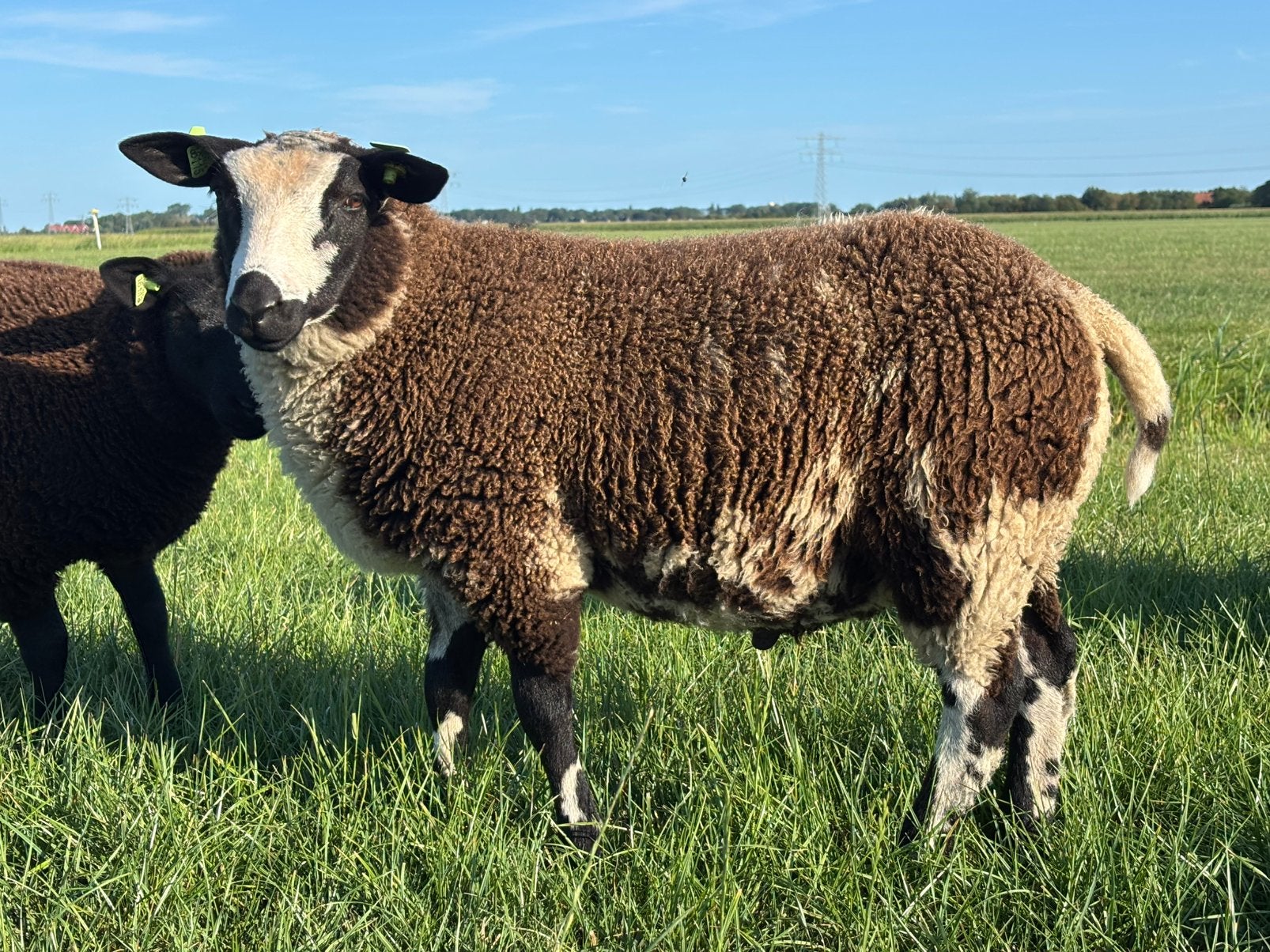 Bonte (dek)ram, Dieren en Toebehoren, Mannelijk, Schaap, 0 tot 2 jaar