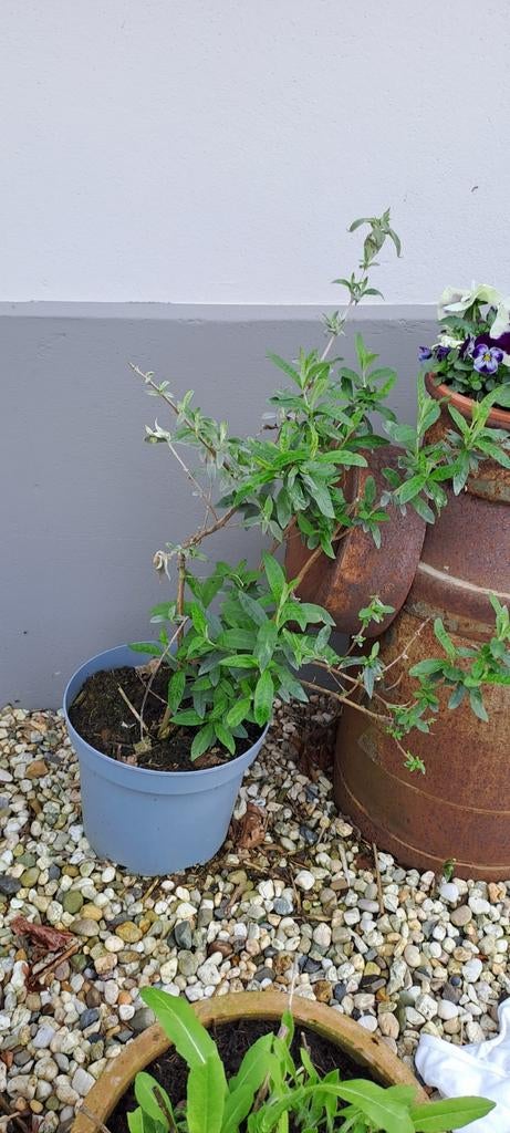 Jonge Vlinderstruik (Buddleja davidii) in pot, Volle zon, Vaste plant, Zomer, Ophalen