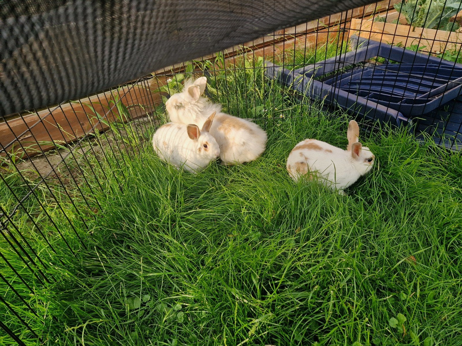 3 jonge mannetjes konijnen, Dieren en Toebehoren, Mannelijk, Middelgroot, 0 tot 2 jaar