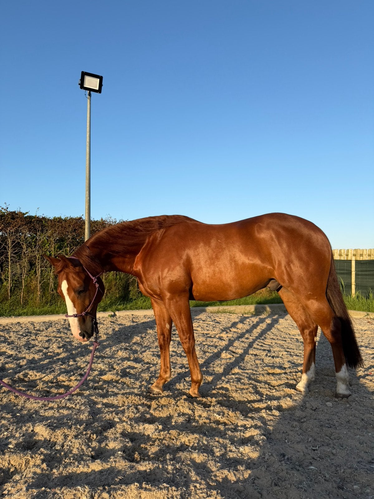 Te koop: lieve spontane 7-jarige Quarter Horse ruin, Dieren en Toebehoren, Paarden, Minder dan 160 cm, Met stamboom, Ruin, 7 tot 10 jaar