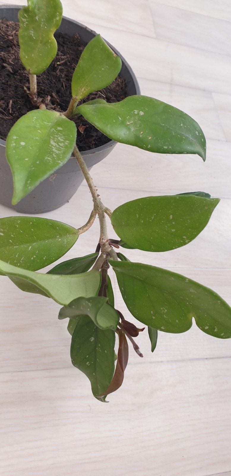 Mooie Wasbloem (Hoya) - Bloeiende Kamerplant, Ophalen, Vetplant, Halfschaduw, Minder dan 100 cm