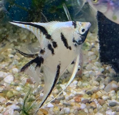 Platinum panda maanvissen A Grade, Vis, Zoetwatervis, Schoolvis