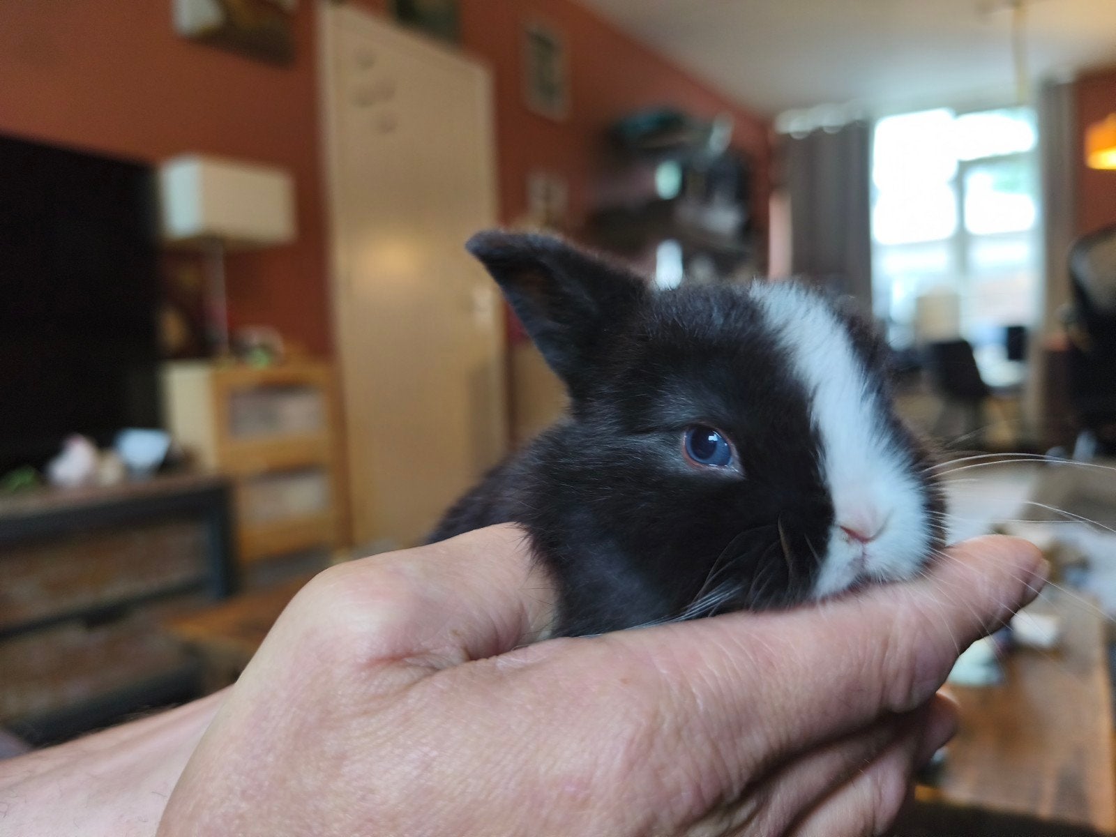 Nog 1 prachtig Raszuiver zwart bont minilop jonkie, Dieren en Toebehoren, Konijnen, Mannelijk, Dwerg, Hangoor, 0 tot 2 jaar