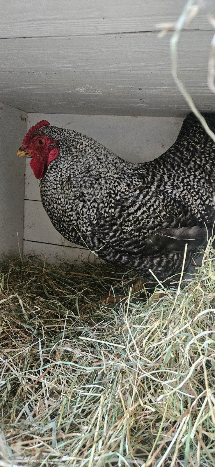 Gratis Wyandotte kriel haan, Dieren en Toebehoren, Pluimvee, Mannelijk, Kip