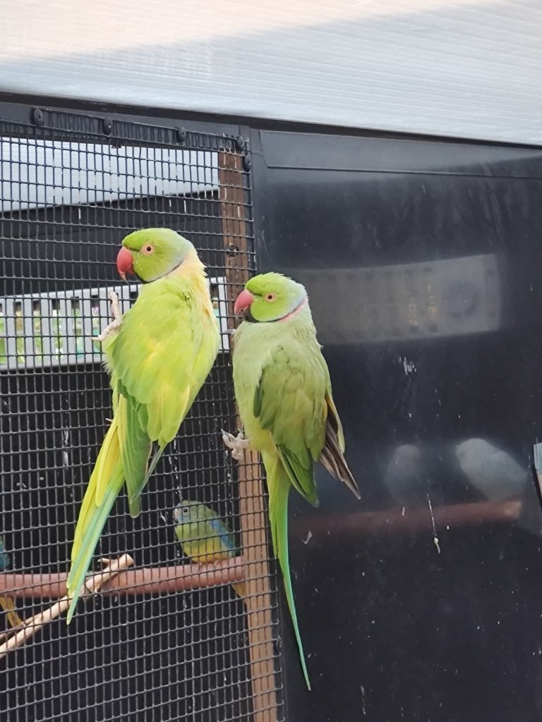 3 Splitvogels halsbandparkiet mannen, Dieren en Toebehoren, Mannelijk, Parkiet, Geringd