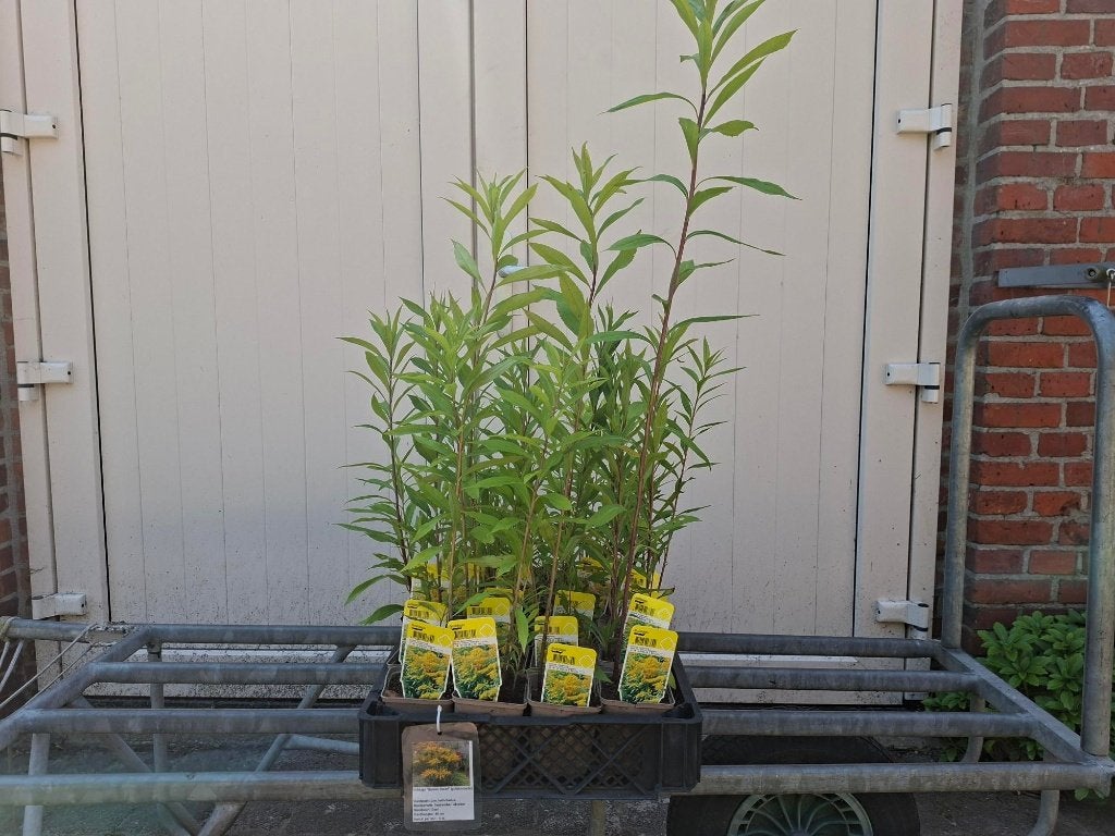 Mooie Solidago 'Strahlenkrone' (Guldenroede) in pot!, Ophalen, Overige soorten, Volle zon