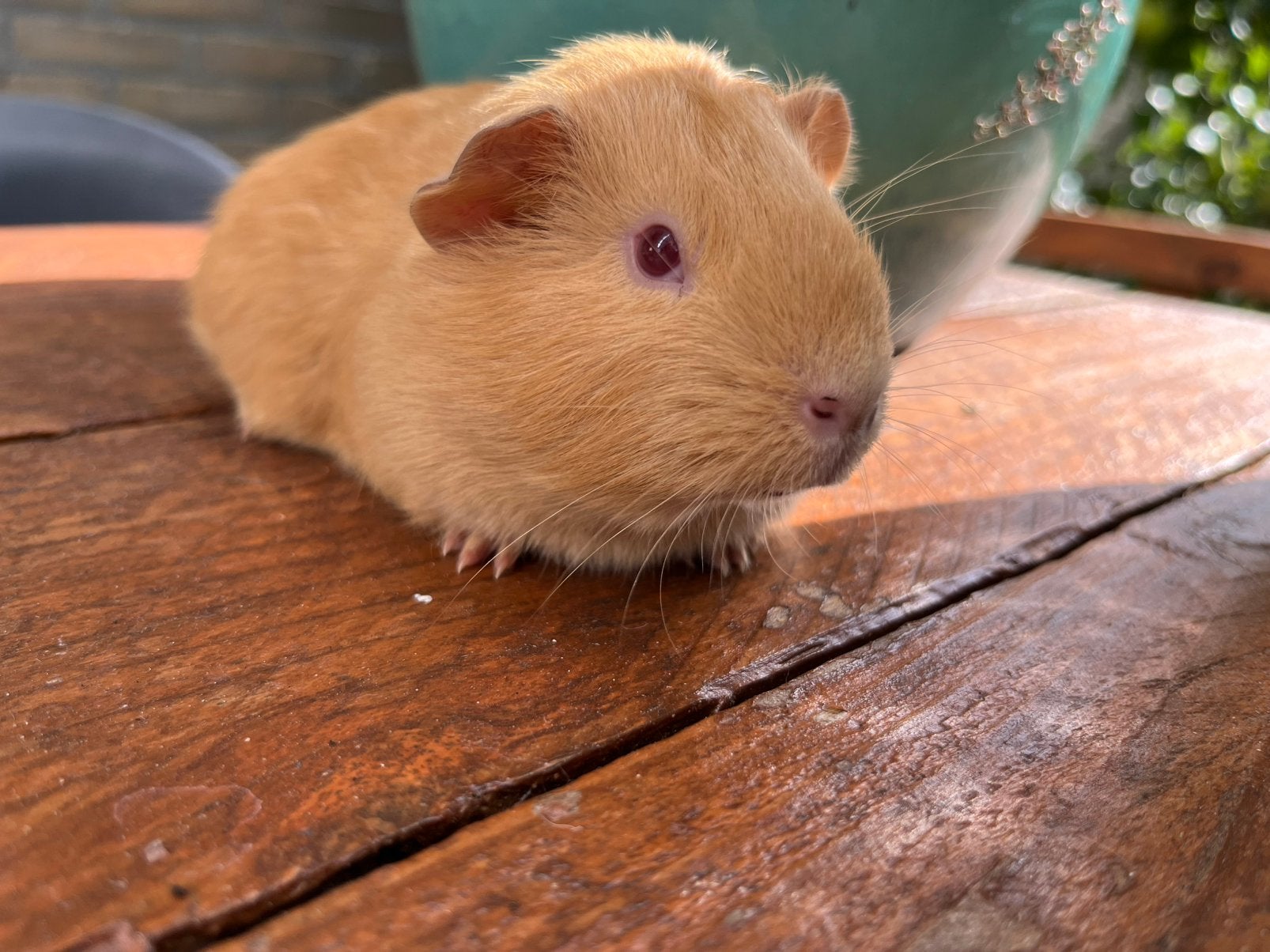 Jong cavia zeugje creme kleur, Cavia, Augustus, Vrouwelijk, Tam
