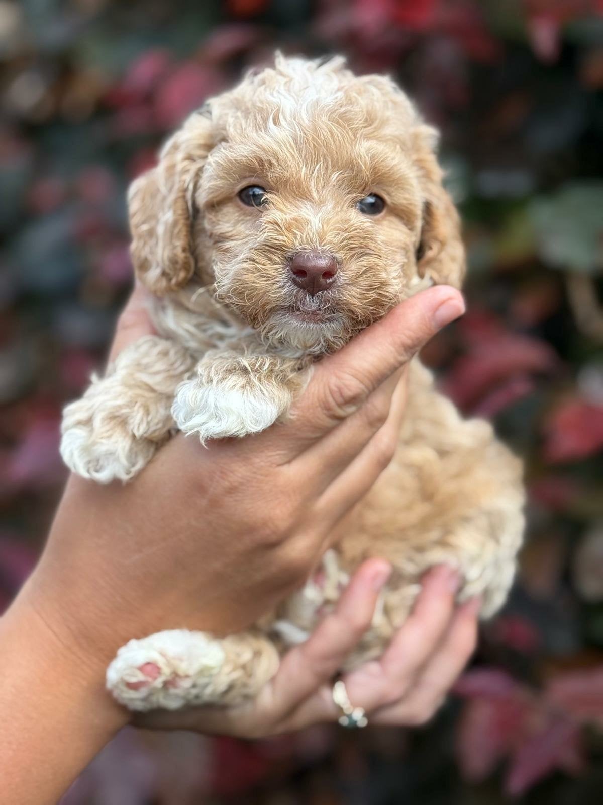 Lieve mooie mini (labra) doodle pups zoeken een fijn thuis!, Parvo, Overige rassen, 8 tot 15 weken, Meerdere