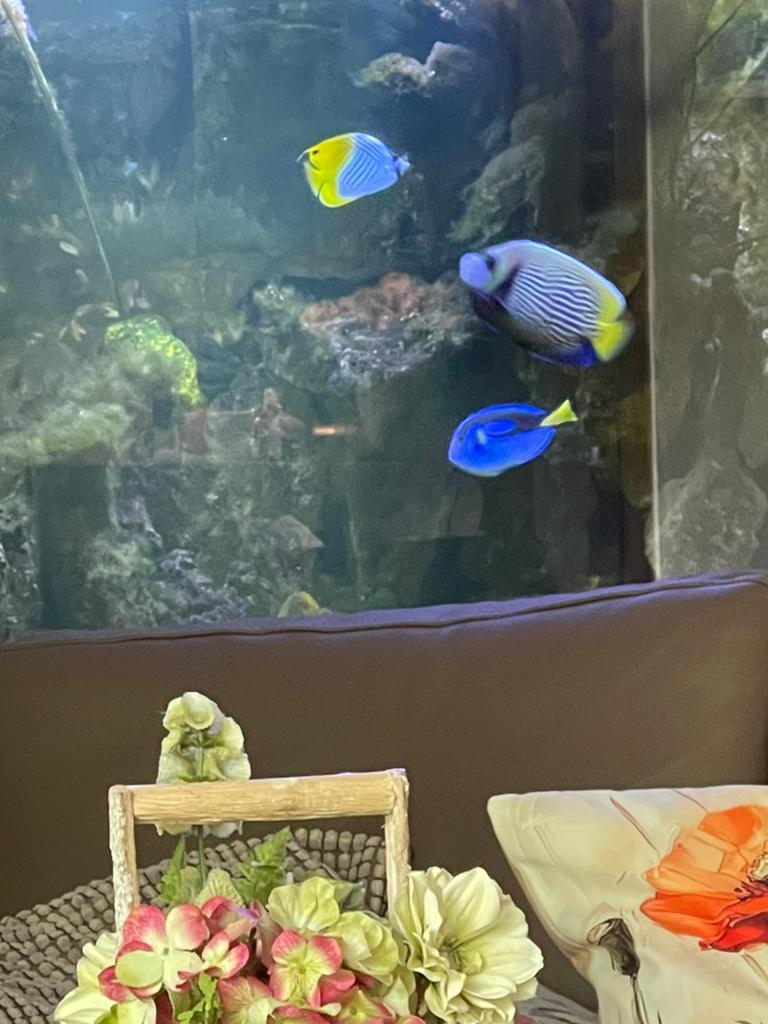 Zeewater Aquarium Vissen, Vis