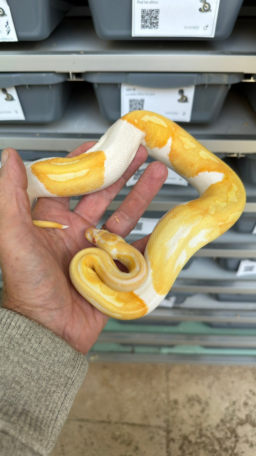 Super mooie albino pieds ball python Ball Python photo 7