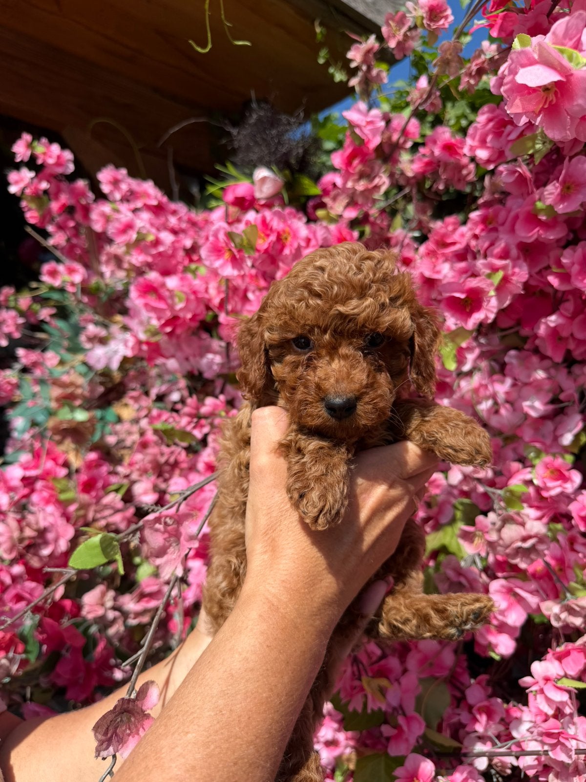 Mini australian doodle, Overige rassen, 8 tot 15 weken, Teef, Parvo