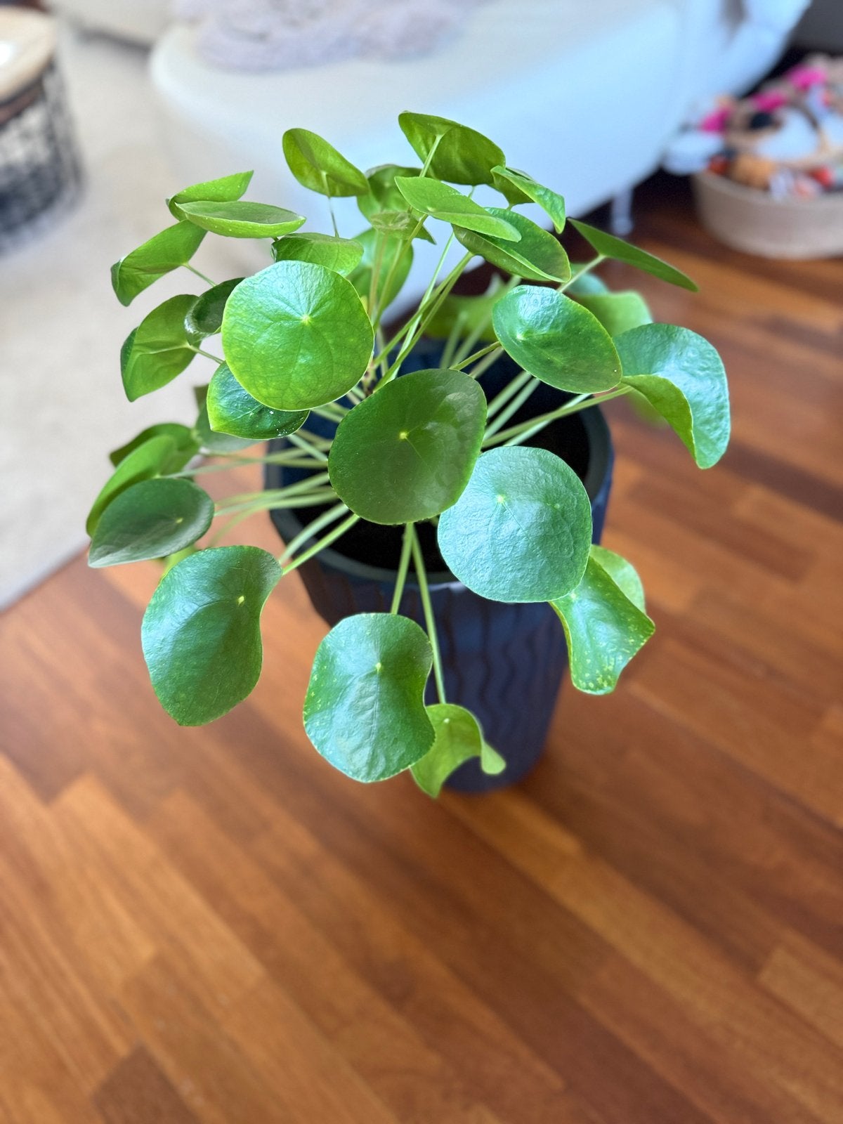 Pannenkoekplant in mat zwarte kunststof bloempot, Tuin en Terras, Ophalen of Verzenden