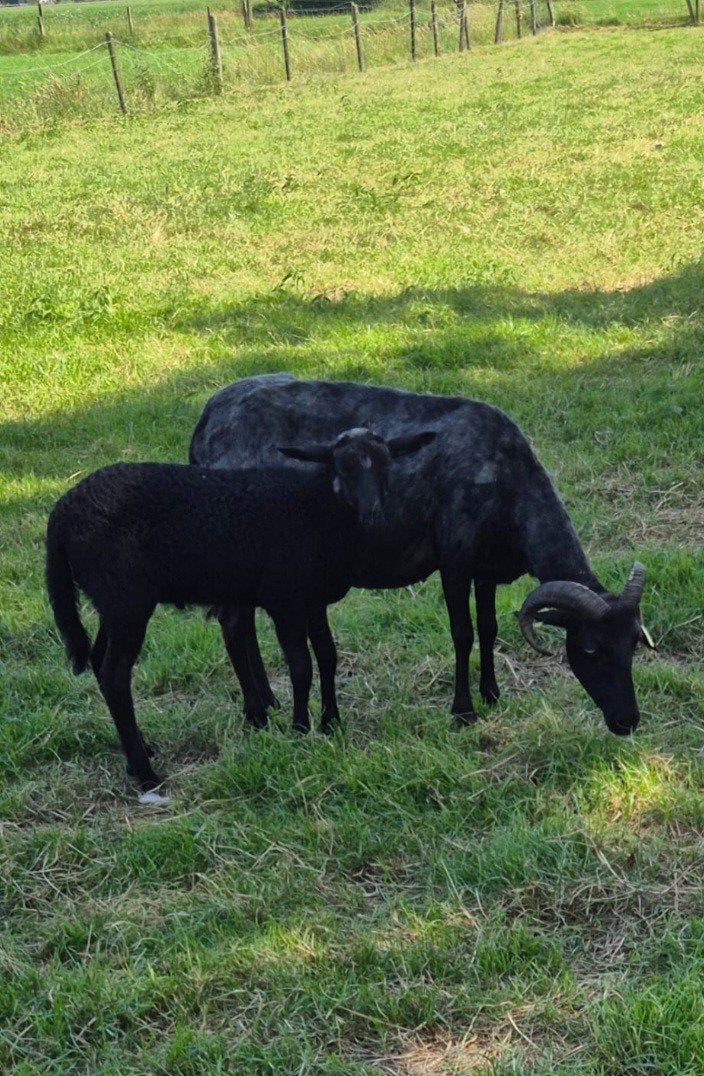 Moederschaap met jong, Dieren en Toebehoren, Vrouwelijk, Geit