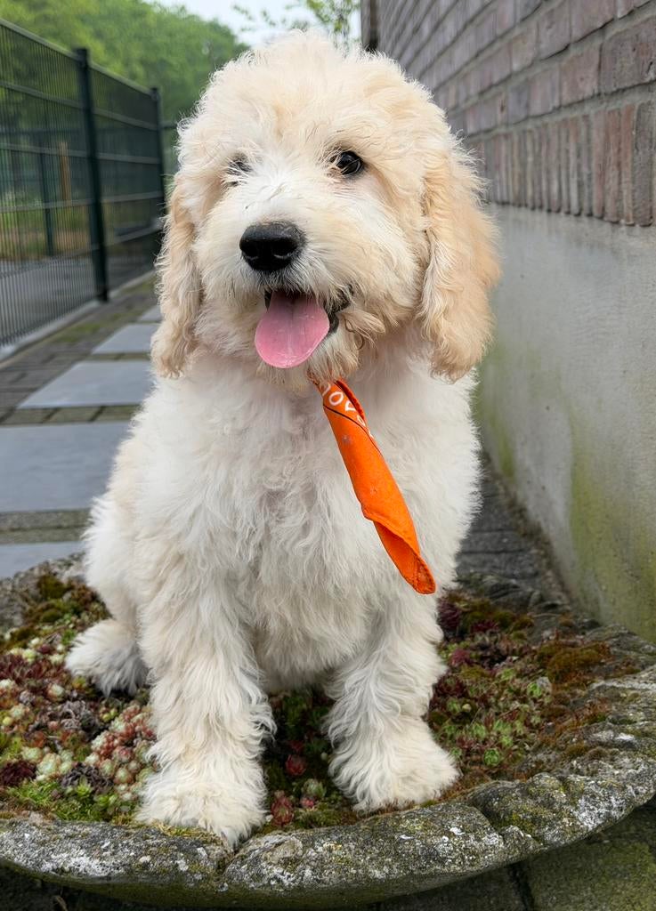 Labradoodle medium pups .Deze mogen ook naar Belgie., Dieren en Toebehoren, Nederland, Parvo, Overige rassen, 8 tot 15 weken