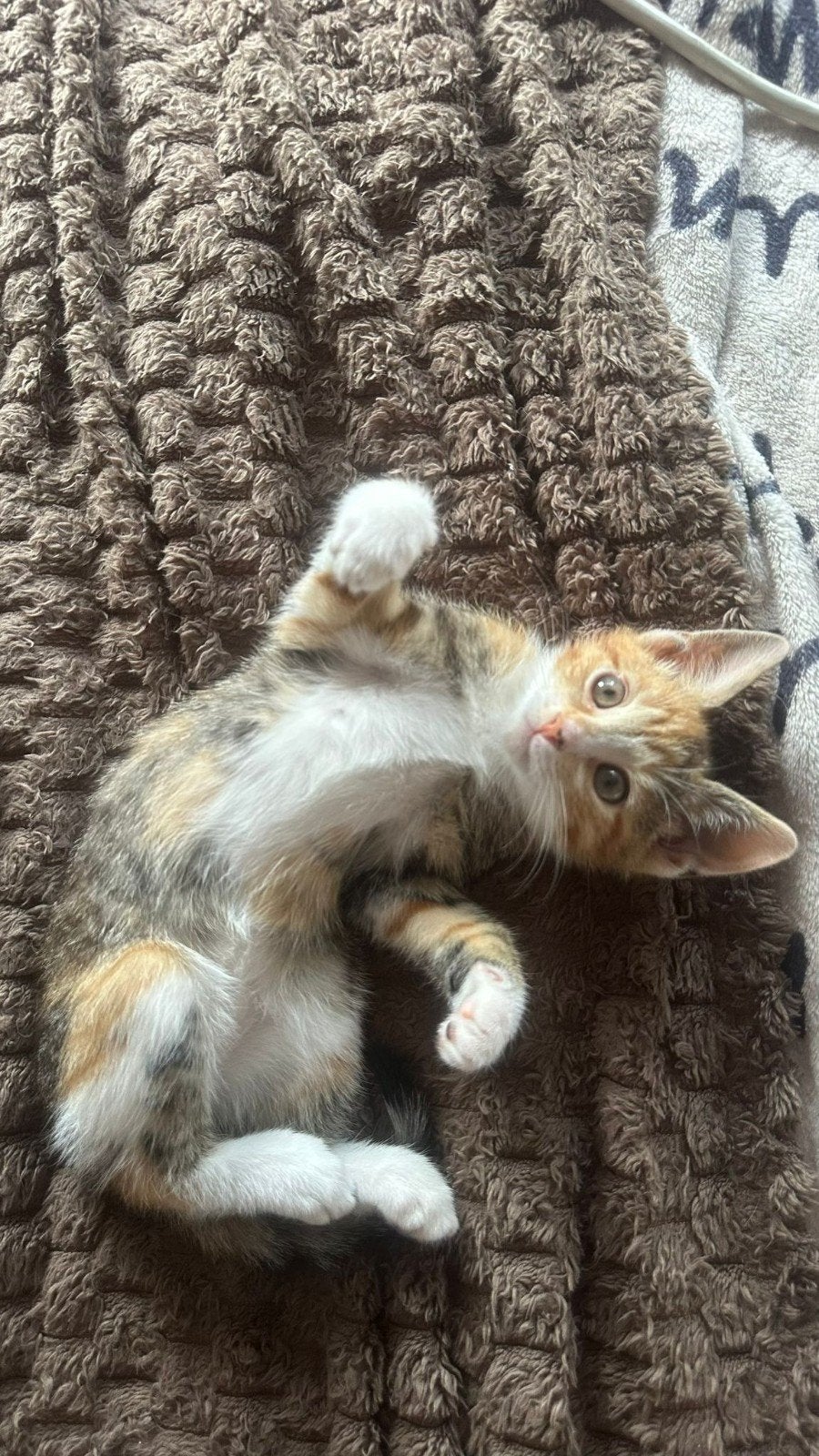 2 kittens poesje en katertje 10weken, Dieren en Toebehoren, Meerdere dieren