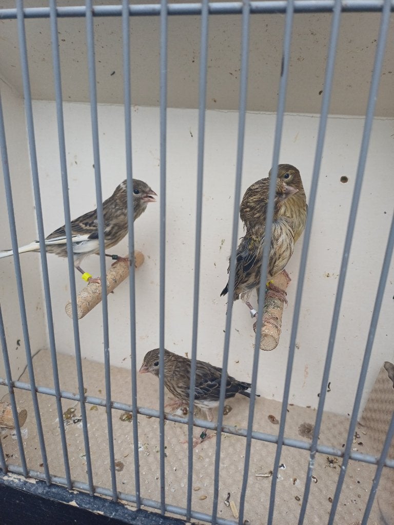 9 jonge harlekijn kanarie, Dieren en Toebehoren, Vogels | Kanaries, Meerdere dieren, Kleurkanarie