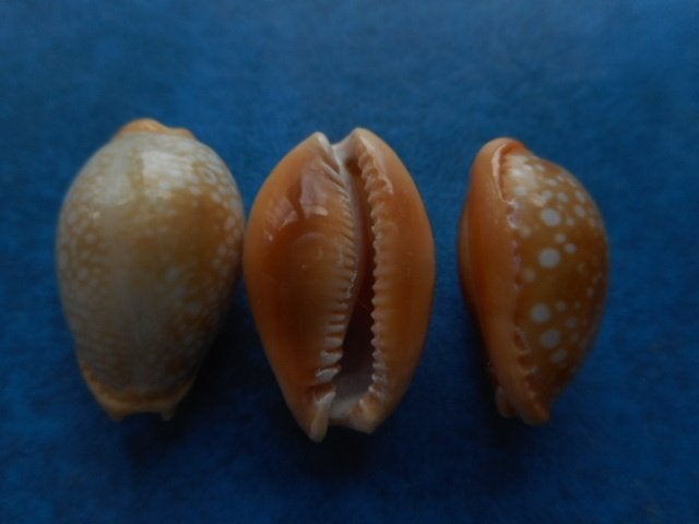 Schelpen: Cypraea citrina Gray gem 18-20mm, Ophalen of Verzenden, Schelp(en)