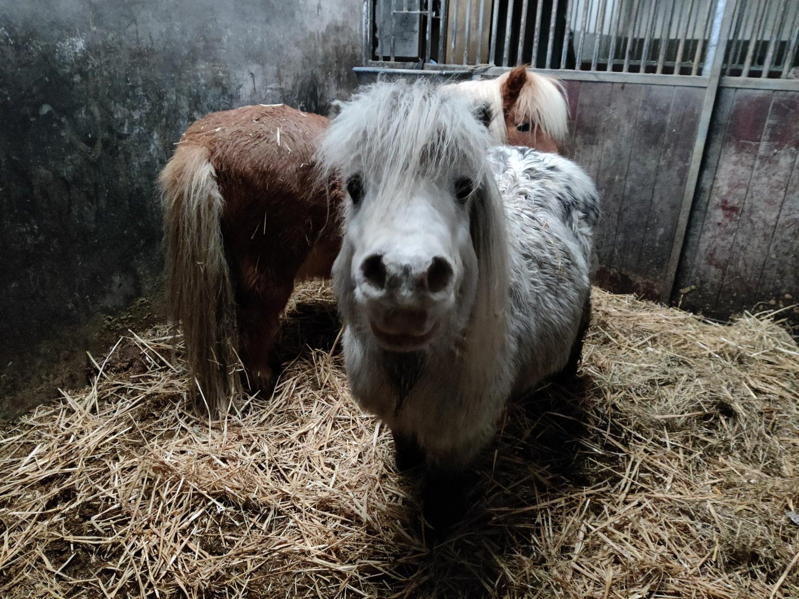 Rusthuis voor paarden, nog 1 plek vrij., Stalling, 1 paard of pony